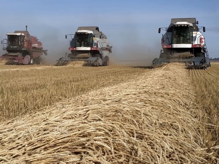 На 19 сентября в РФ собрано 133,5 млн тонн зерна