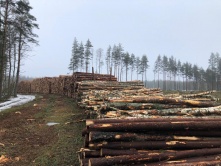 Согласование проекта освоения лесов на лесном участке, предоставленном в аренду ООО "Технотранс"